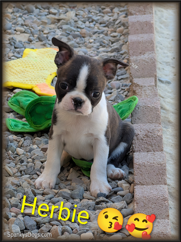 Boston Terrier Male - Herbie at Spanky's Dogs