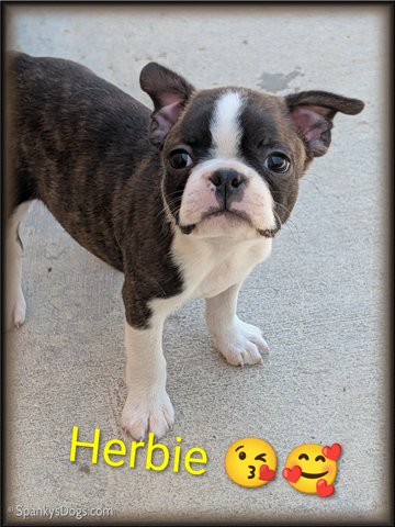 Boston Terrier Male - Herbie at Spanky's Dogs