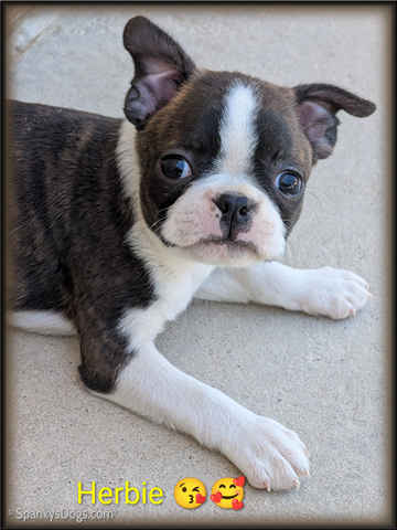 Boston Terrier Male - Herbie at Spanky's Dogs