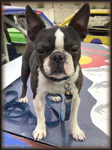 Boston Terrier Male Hiccup from Colorado Boston Terriers