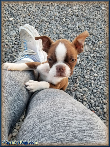 Boston Terrier Male - Rhett at Spanky's Dogs