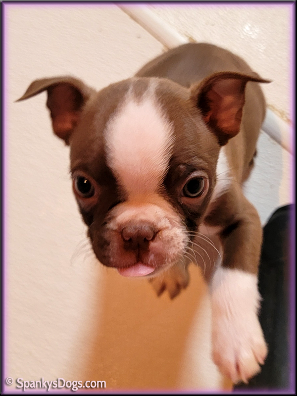 Fawn boston terrier hot sale puppies for sale