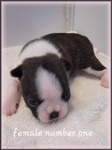Boston Terrier Puppy for sale - Female #1 at Spanky's Dogs