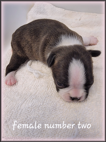 Boston Terrier Puppy for sale - Female #2 at Spanky's Dogs