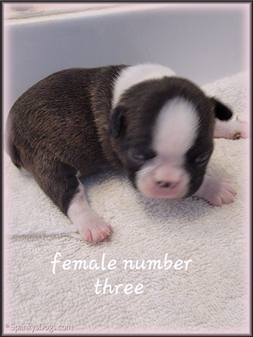 Boston Terrier Puppy for sale - Female #3 at Spanky's Dogs