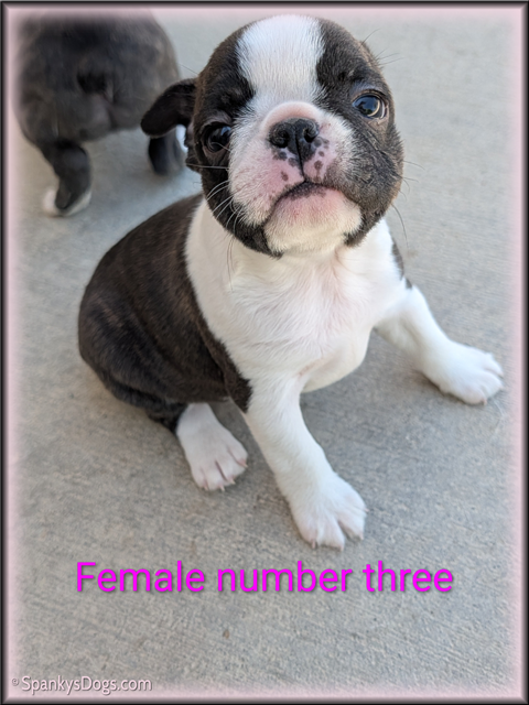 Boston Terrier Puppy for sale - Female #3 at Spanky's Dogs