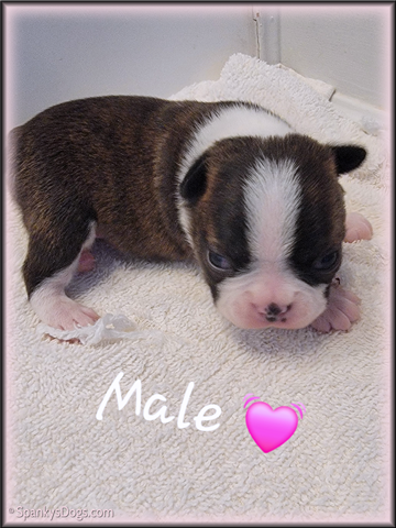 Boston Terrier Puppy for sale - Male #1 at Spanky's Dogs