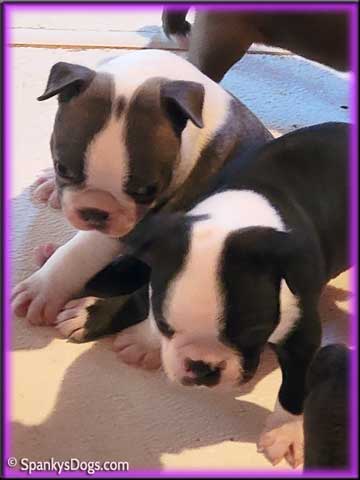 2 Boston Terrier Puppies For Sale in Colorado