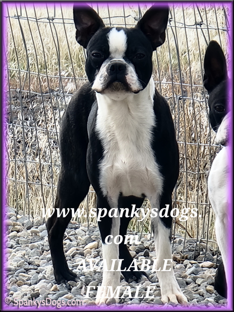 Boston Terrier female puppy for sale - Jill