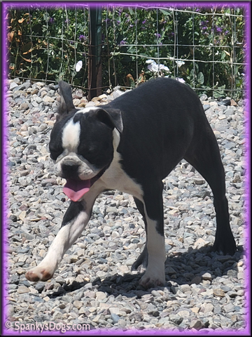 Boston Terrier puppy for sale - female #3