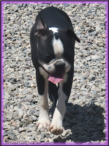 Boston Terrier puppy for sale - female #3