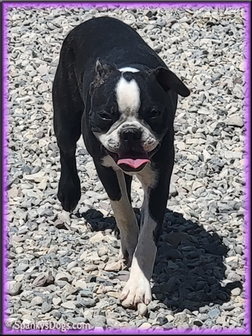 Boston Terrier female puppy for sale #3