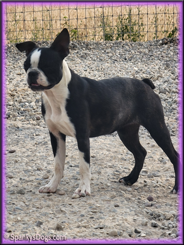 Boston Terrier female puppy for sale #3