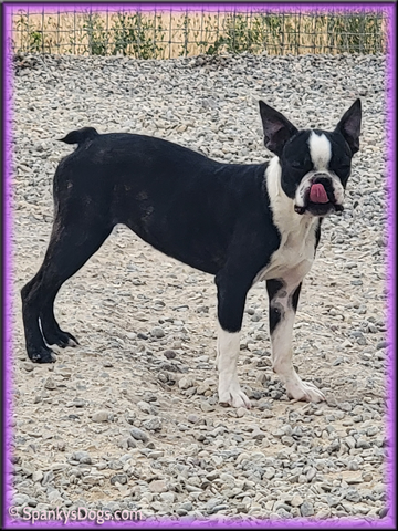Boston Terrier puppy for sale - female #3
