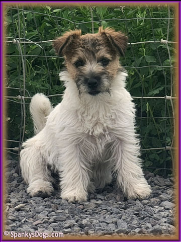 Charlee - upcoming Jack Russell Terrier female at Spankys Dogs