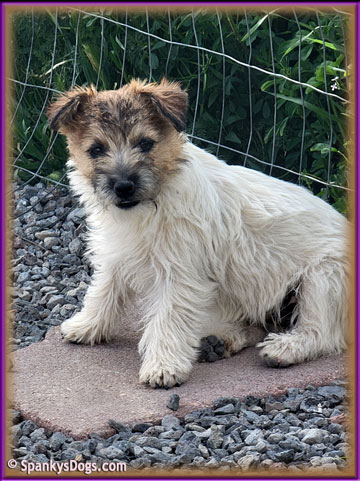 Charlee - upcoming Jack Russell Terrier female at Spankys Dogs