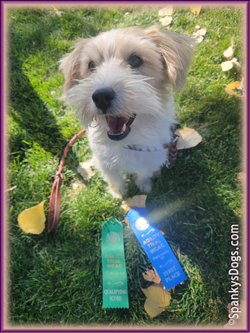 Chloe - jack russell terrier female - wins agility trials