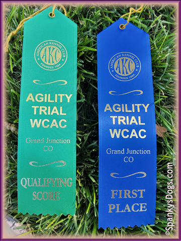 Chloe's ribbons - jack russell terrier female - wins agility trials