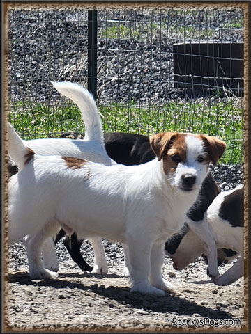 Gabriel - up and coming Jack Russell Terrier stud dog at Spanky's Dogs