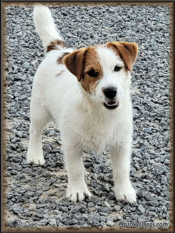 Jack Russell Terrier Stud Dog Gabe
