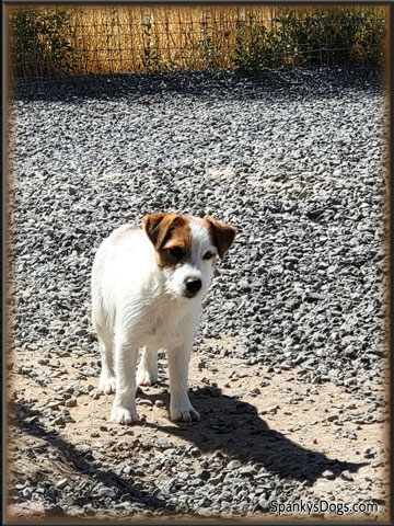 Gabriel - up and coming Jack Russell Terrier stud dog at Spanky's Dogs