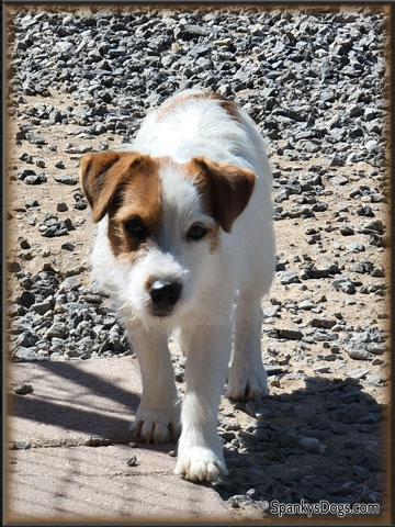 Gabriel - up and coming Jack Russell Terrier stud dog at Spanky's Dogs