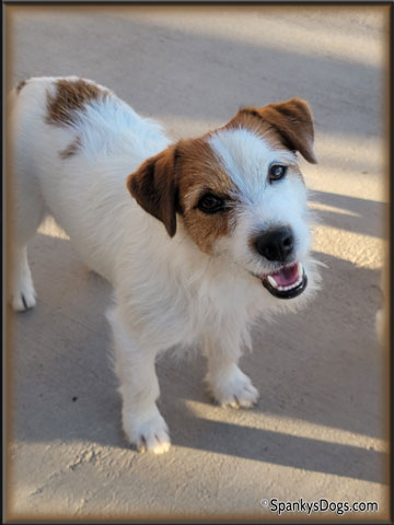 Gabriel - up and coming Jack Russell Terrier stud dog at Spanky's Dogs