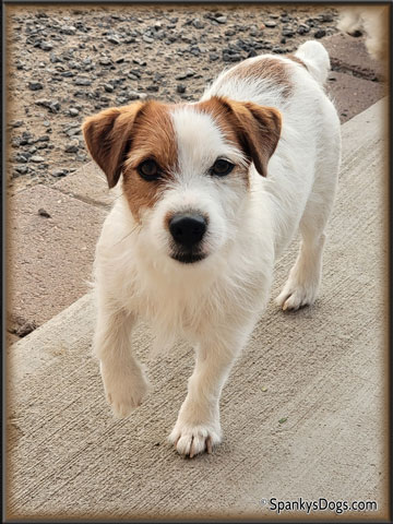 Gabriel - up and coming Jack Russell Terrier stud dog at Spanky's Dogs