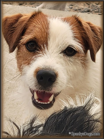 Gabriel - up and coming Jack Russell Terrier stud dog at Spanky's Dogs