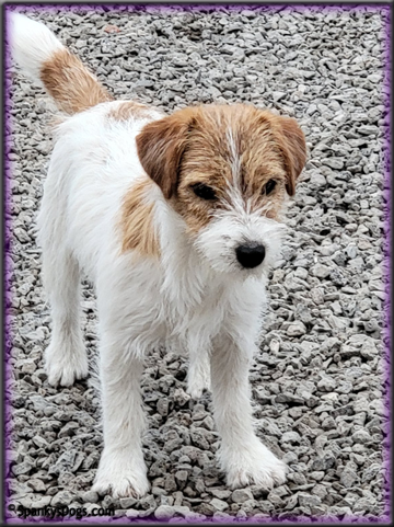 Dayze - upcoming Jack Russell Terrier female at Spankys Dogs