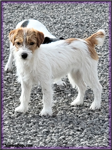 Dayze - upcoming Jack Russell Terrier female at Spankys Dogs