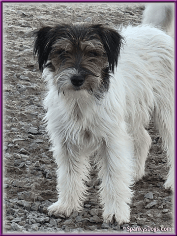 Elda - upcoming Jack Russell Terrier female at Spankys Dogs