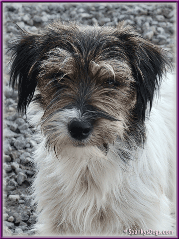 Elda - upcoming Jack Russell Terrier female at Spankys Dogs