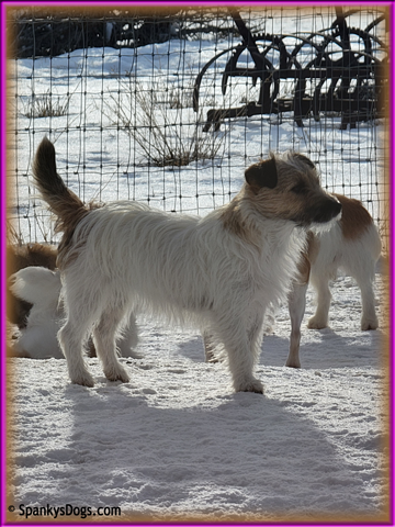 Faith - female Jack Russell Terrier