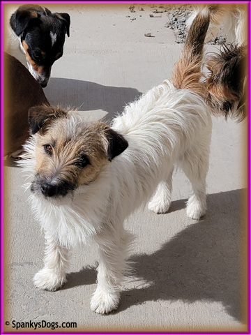 Faith - female Jack Russell Terrier for sale