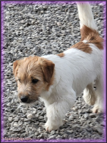 Grace - upcoming Jack Russell Terrier female at Spankys Dogs