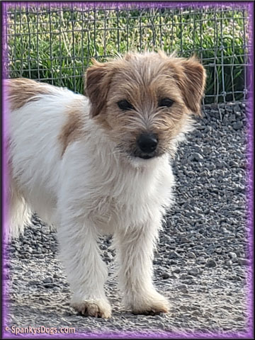 Grace - upcoming Jack Russell Terrier female at Spankys Dogs