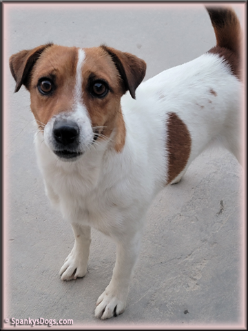 Heidi, upcoming Jack Russell Terrier female