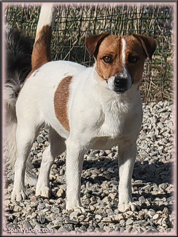 Heidi, upcoming Jack Russell Terrier female