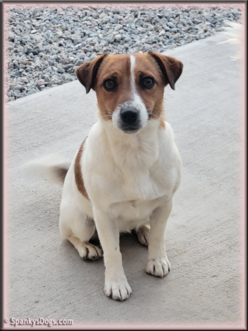 Heidi, upcoming Jack Russell Terrier female