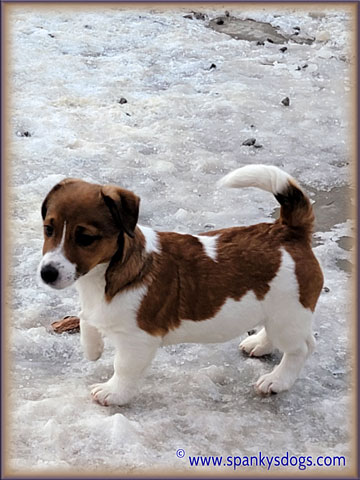 Zeke - up and coming Jack Russell Terrier stud dog at Spanky's Dogs