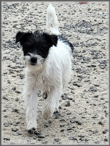 Milli - upcoming Jack Russell Terrier female at Spankys Dogs