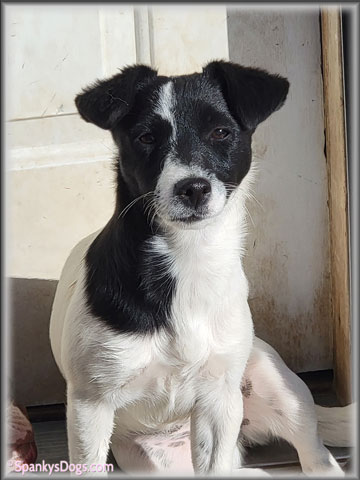 Fergie is for sale - Jack Russell Terrier female at Spankys Dogs