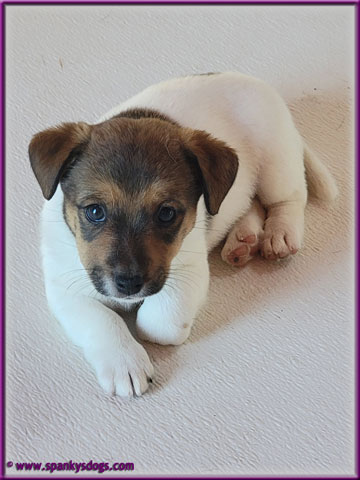 Jada - upcoming Jack Russell Terrier female at Spankys Dogs