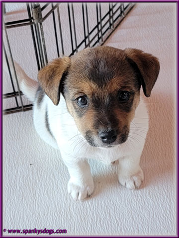 Jada - upcoming Jack Russell Terrier female at Spankys Dogs