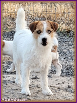 Lady - soon-to-be mom of Jack Russell Terrier Puppies!