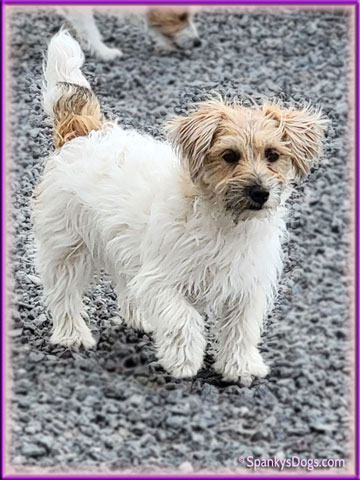Mya - upcoming Jack Russell Terrier female at Spankys Dogs