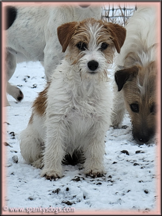 Penelope - upcoming Jack Russell Terrier female at Spankys Dogs