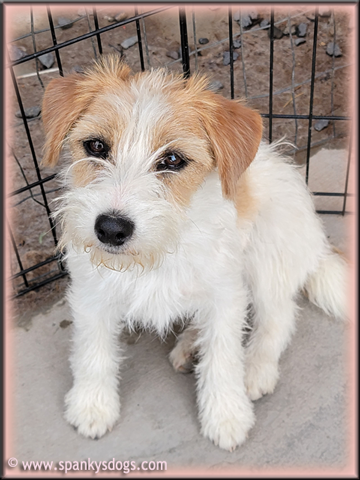 Penelope - upcoming Jack Russell Terrier female at Spankys Dogs