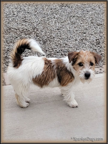 Rada - upcoming Jack Russell Terrier female at Spankys Dogs